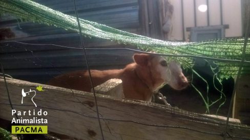 Te enseñamos donde viven los perros de caza (Mira el VIDEO)