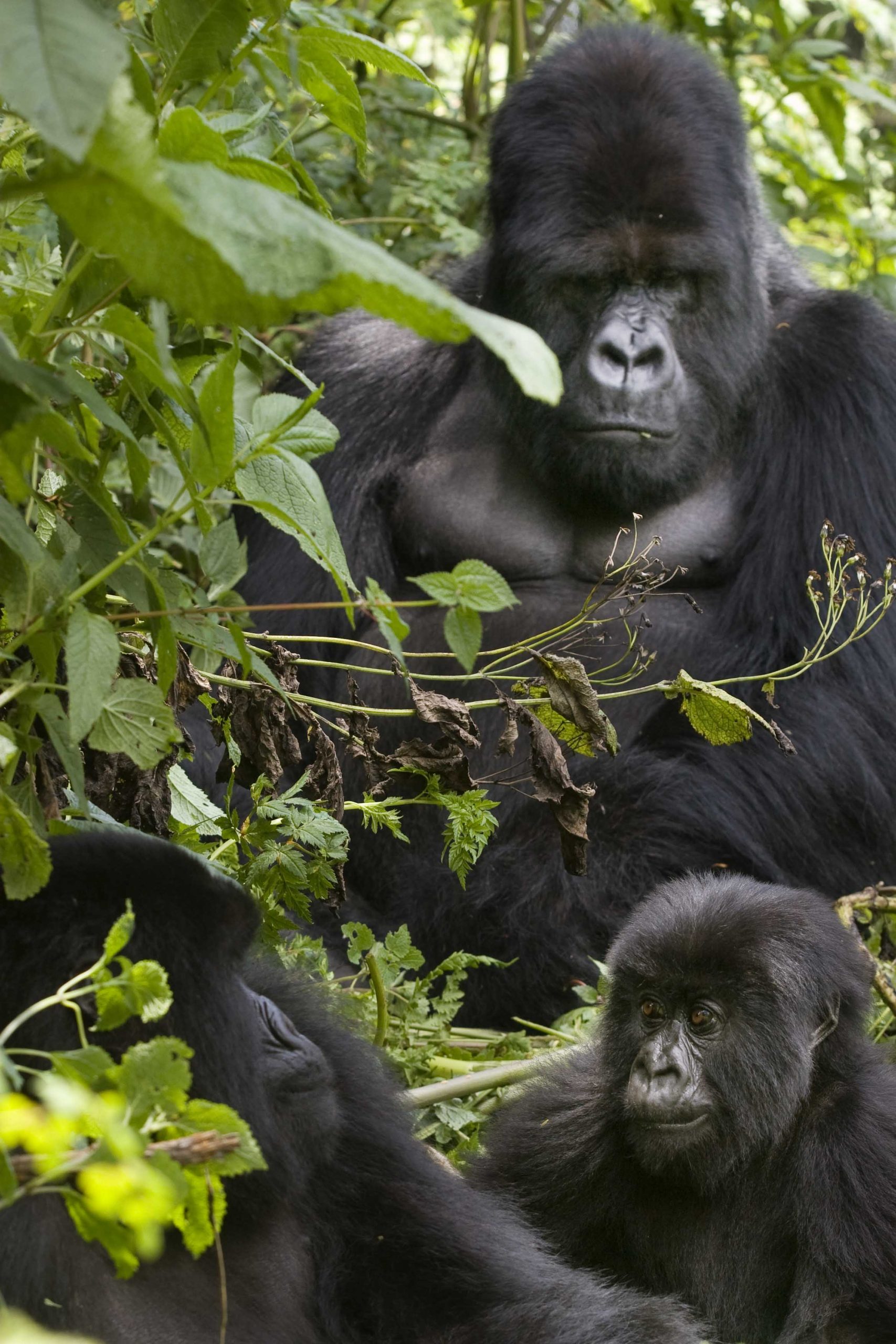 Aniversario muerte Dian Fossey