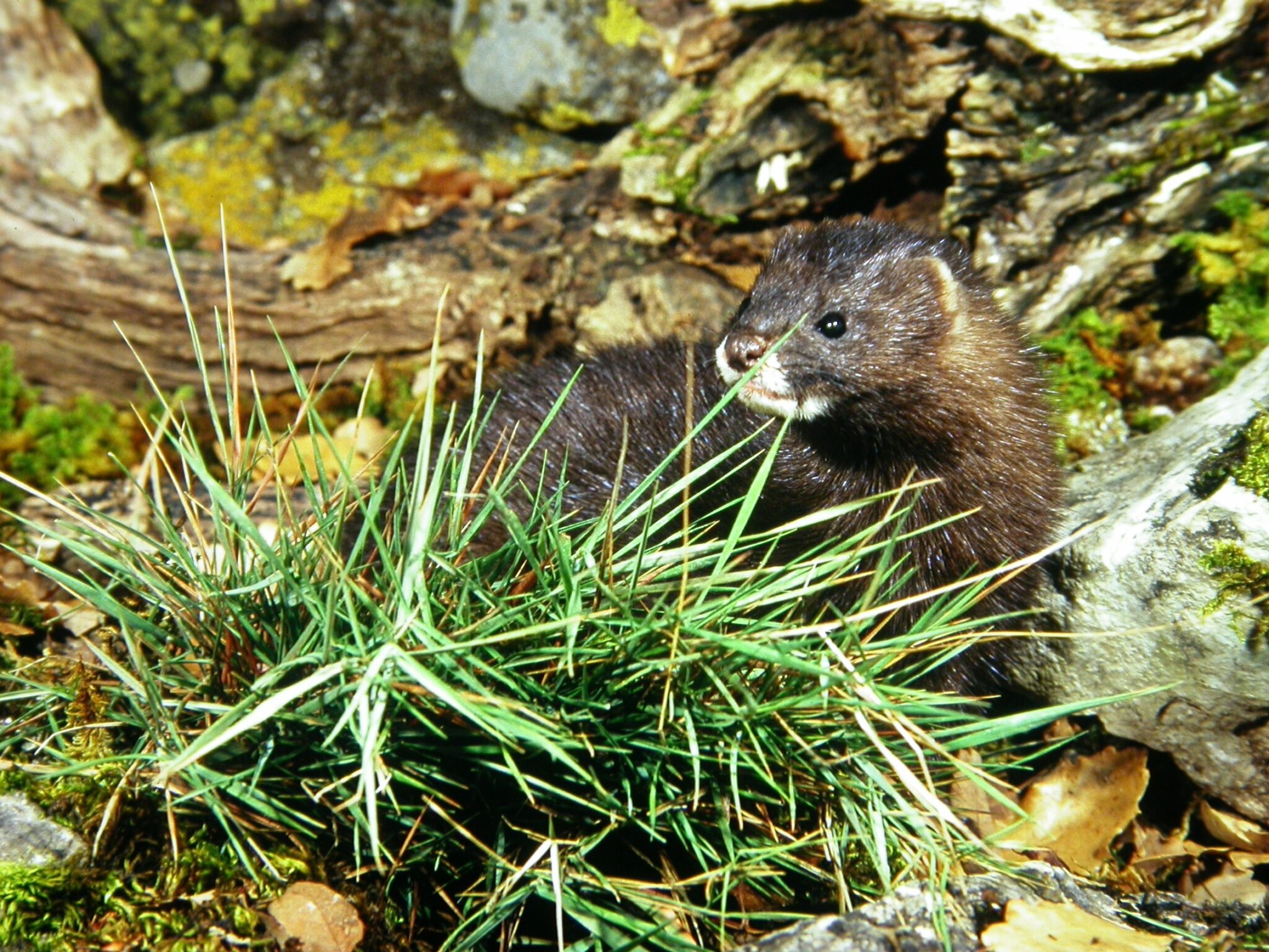 El ‘visón europeo’ en situación crítica