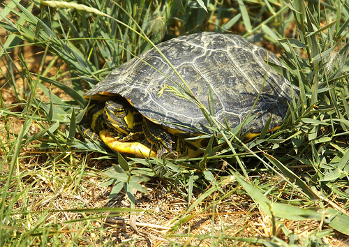 Liberaron 39 tortugas en isla despoblada de Galápagos