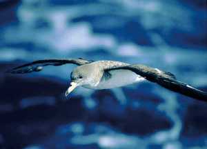 Campaña de conservación de la pardela cenicienta