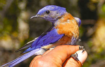 México ofrece avistamiento de hasta mil 96 especies de aves