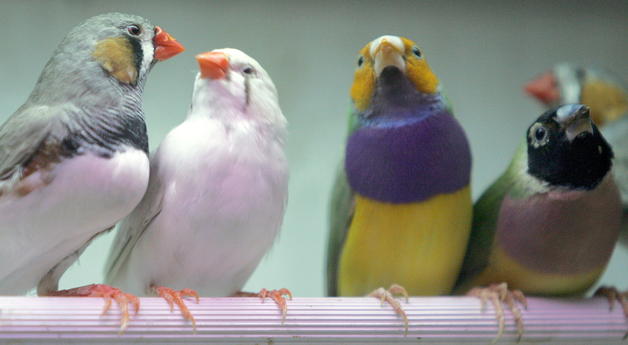 El plomo tiende a acumularse en las aves silvestres