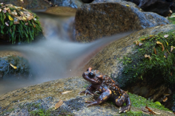 Protección para 2 especies únicas de ranitas de Mehuín