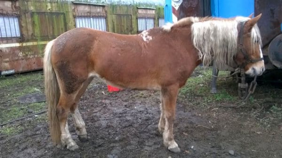 Buenos Aires. Rescataron caballos maltratados que eran usados para paseos por Palermo