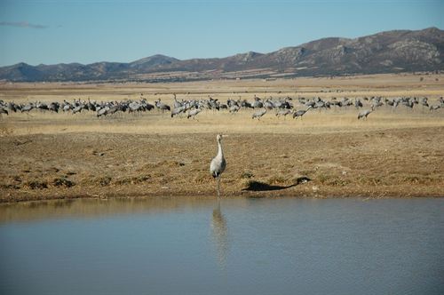 La Laguna de Gallocanta (Zaragoza) bate récord histórico europeo con más de 46.000 grullas invernantes