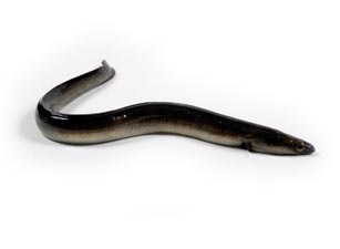 Tecnalia coordinará la información científica para elaborar un plan nacional de recuperación de la anguila