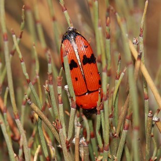 Valdemoro acoge un escasísimo coleóptero