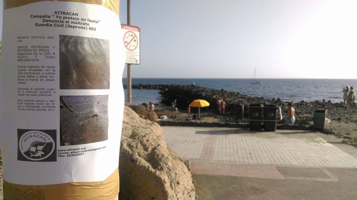 Conservación de las Mantelinas de Canarias