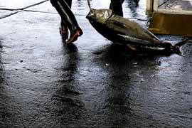 Radiactividad en peces de las aguas de Choshi a 200 kilómetros de Fukuhisma-1