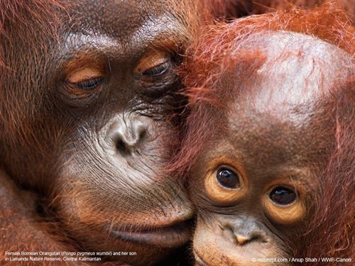 Día Mundial del Orangután: la desaparición de una especie