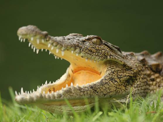 La Policía sudafricana inicia la caza de 10.000 cocodrilos escapados de una granja