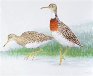 Se ha descubierto una nueva especie de pájaro en un fósil