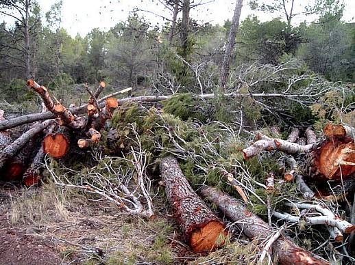 Corta ilegal de un centenar de árboles en un bosque madrileño