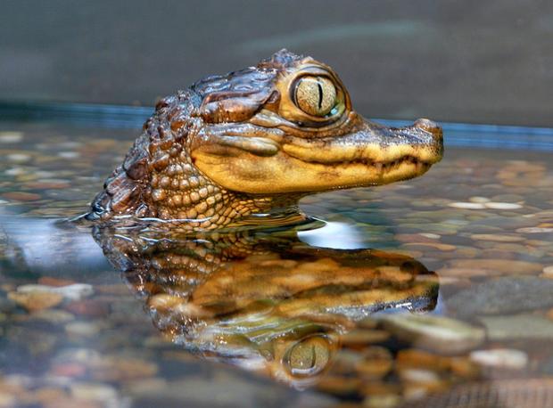 El Ministerio de Ambiente refuerza controles en las exportaciones de pieles y partes de babilla