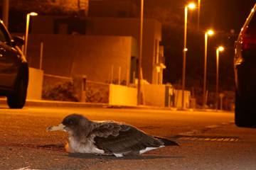 SEO/BirdLife llama a la colaboración ciudadana para evitar el deslumbramiento de los pollos de pardela cenicienta en las costas canarias