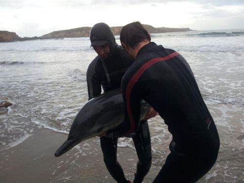 Rescatan al octavo delfín en lo que va de año de playas en Asturias