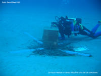 La dinámica del proceso de asentamiento de la langosta roja