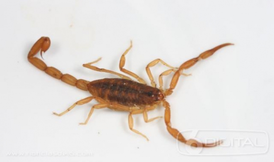 Argentina: Descubrieron una nueva especie de escorpión en Corrientes