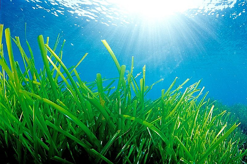 La mortalidad de la Posidonia aumenta un 3% por cada grado que sube la temperatura en el Mediterráneo