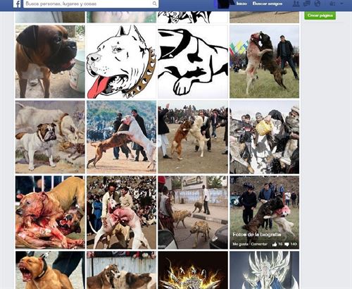 Exigen a Facebook que cierre una página sobre peleas de perros