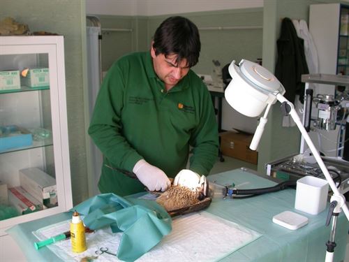 El Centro de Recuperación de Fauna Silvestre de La Alfranca atiende a más de 1.400 animales