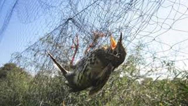 Operación Parany 2015