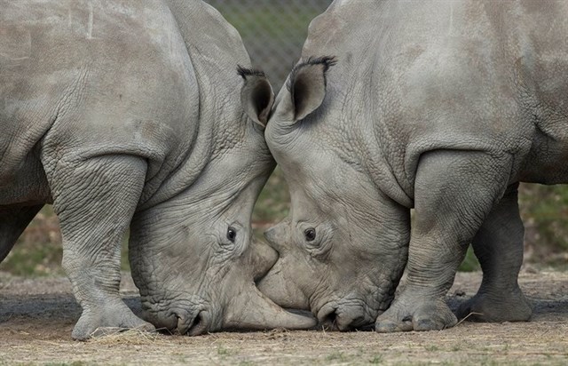 Asesinan un rinoceronte en un zoo de las afueras de París para arrancarle el cuerno