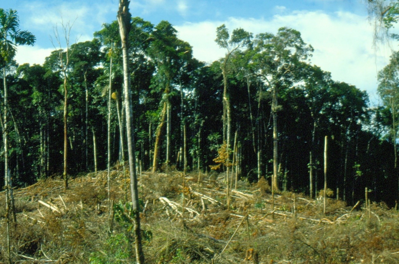 La ONU evalúa los daños ambientales posteriores a los conflictos en Colombia