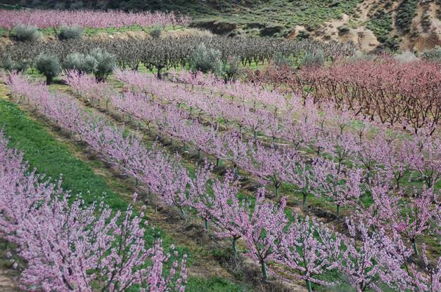 La Generalitat Valenciana prorrogará las ayudas agroambientales