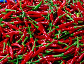 Chiles una solución picante para el conflicto entre el hombre y la fauna silvestre en África