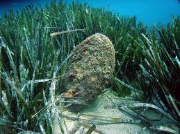 El Instituto de Oceanografía investigará la conservación de una especie amenazada de bivalvo en el Parque Nacional de Cabrera