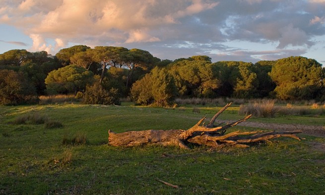 Andalucía contra la nueva Ley de Parques Nacionales que invade competencias autonómicas y potencia intereses especulativos