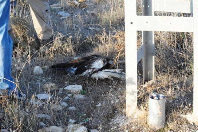 En Pozohondo (Albacete) 15 cigüeñas electrocutadas