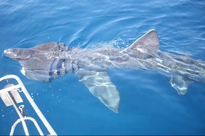 Avistados cuatro tiburones peregrinos en la costa asturiana