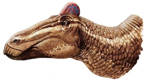Los dinosaurios con pico de pato tenían una cresta carnosa como la de los gallos