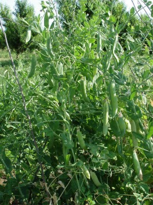 Ejemplares capaces de abonar el sustrato sobre el que se asientan