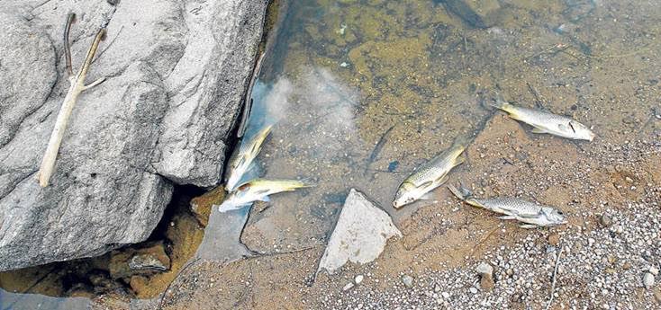 Aparecen cientos de carpas muertas en el pantano de la Cuerda del Pozo (Soria)