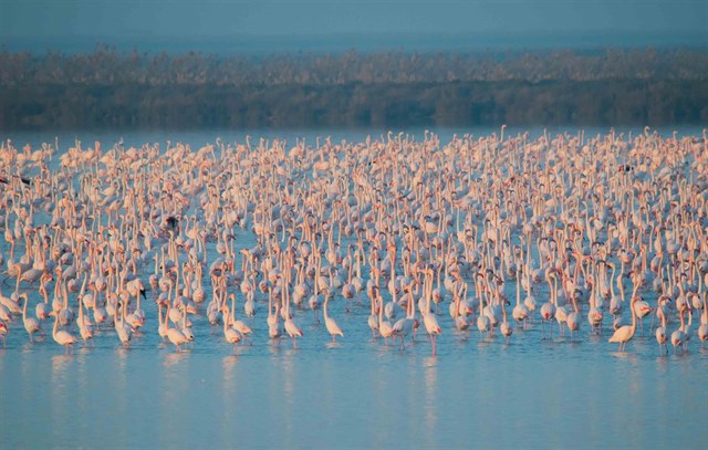 El colapso ‘planea’ sobre Doñana