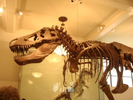 Científicos han identificado al pariente más antiguo del Tyrannosaurus rex