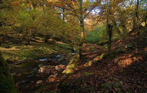 Castilla – La mancha: La modificación en Ley de Montes es ilegal