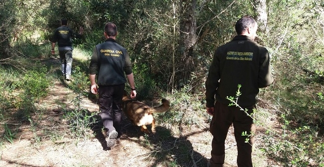 Investigan cotos de caza de Menorca en busca de veneno para animales