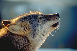 Cómo conservar el lobo