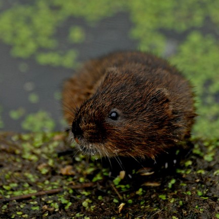 La rata de agua en buen estado de conservación en el centro y sur de Euskadi