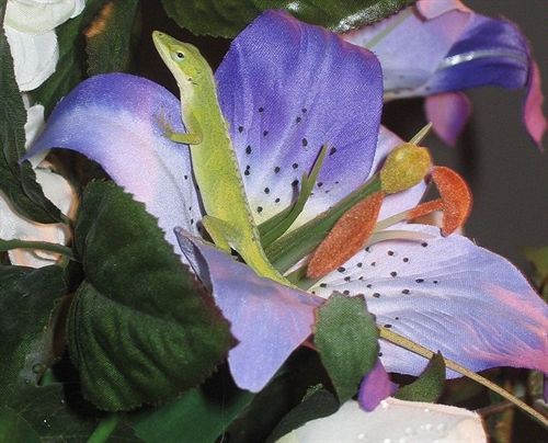 El genoma del Anolis verde ilustra la evolución de los vertebrados