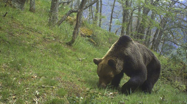 Qué pasa con la ‘misteriosa’ muerte de un oso en Asturias