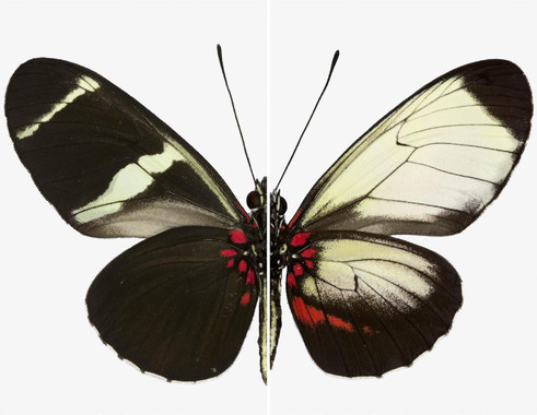 Un solo gen es clave para determinar el patrón de color en las mariposas