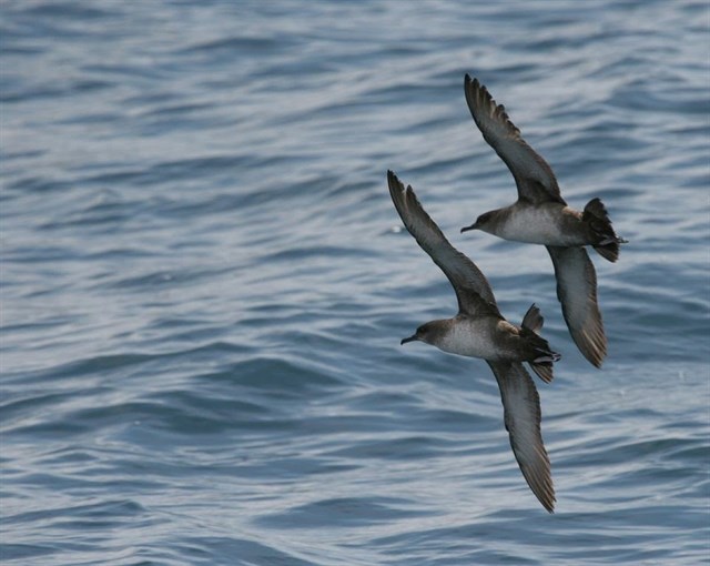 Piden a España que apueste por un área marina protegida (AMP) en el Atlántico norte