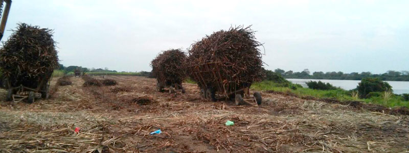 Elaboran fertilizante con residuos de caña y bacterias