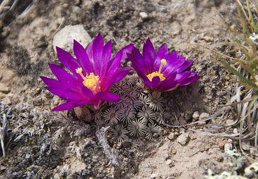 Ya se puede predecir el riesgo de extinción debido al cambio climático y la presión humana